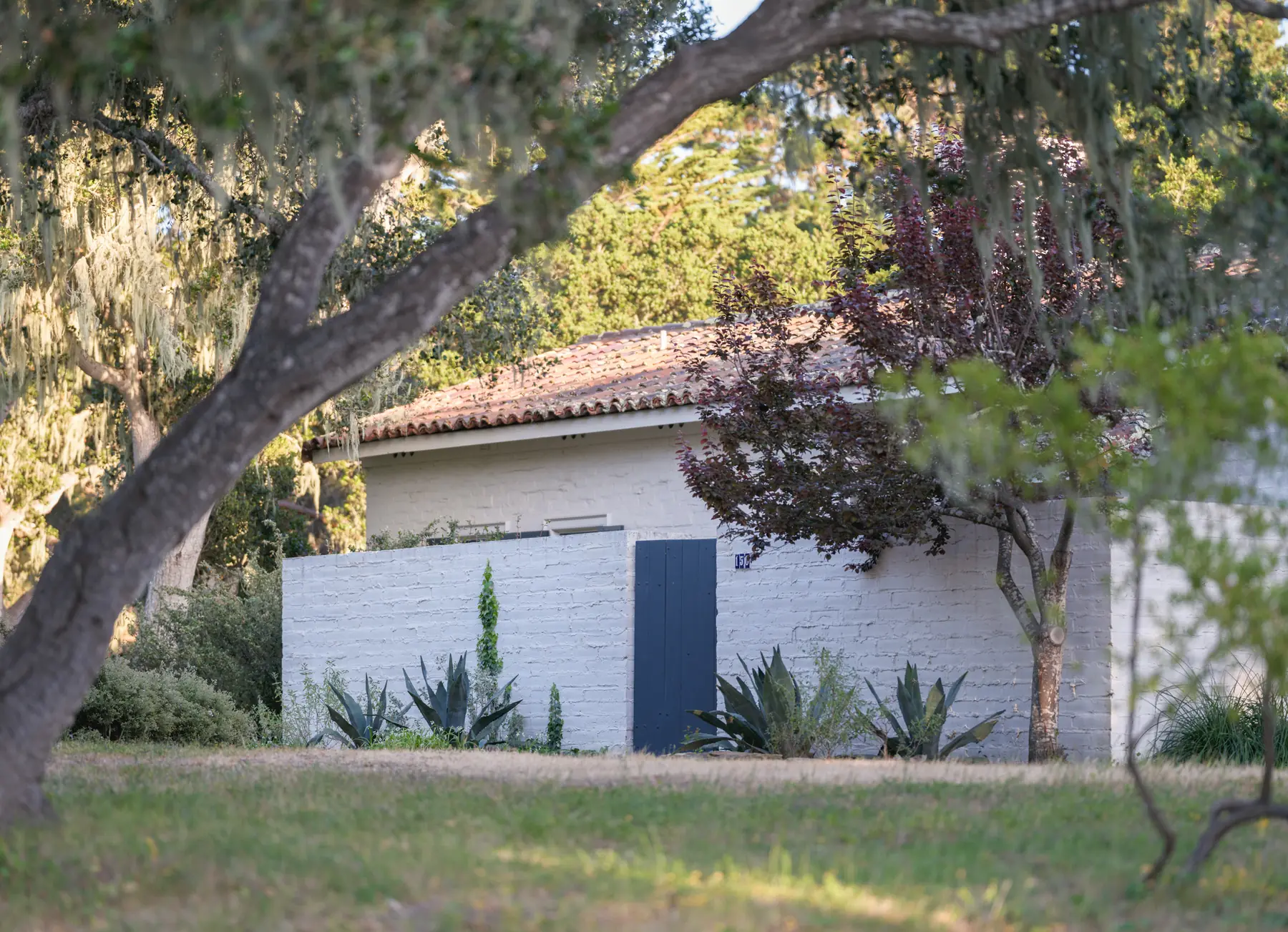 Live oak branch arching over the white adobe entrance wall and blue gate of 150 Littlefield Road, Monterey