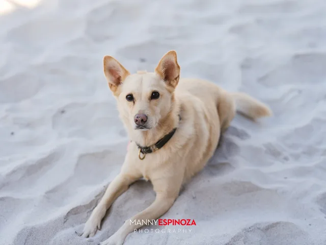 A dog resting in the sand at Walk for Freedom 2026 on Carmel Beach
